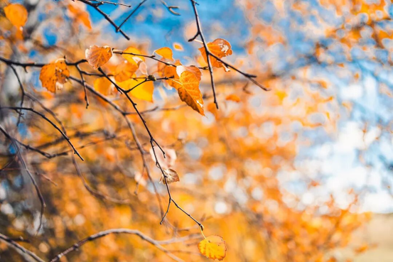 霜降秋深，万物毕成